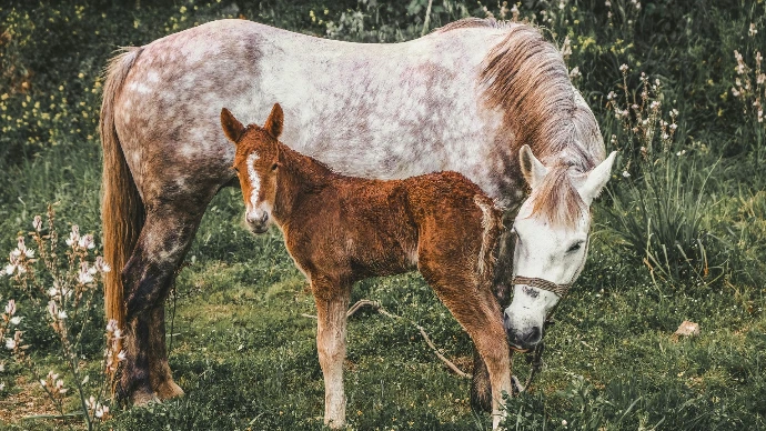 Foaling